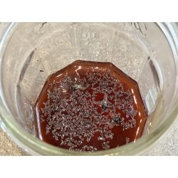 Piège à mucherons et drosophiles
